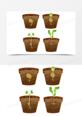 一组水果萝卜种子生长日记素材