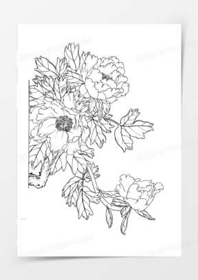 牡丹花线稿白描