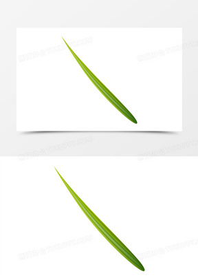 细长的椰子树叶子