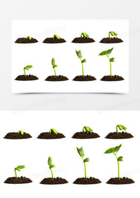 种子发芽六个过程组图图片