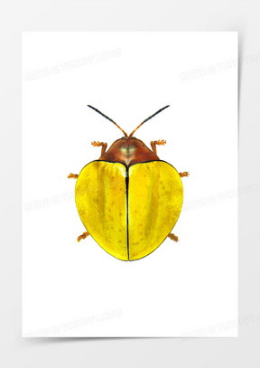 卡通甲虫图片大全大图