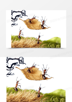 蚂蚁图片卡通可爱绘画