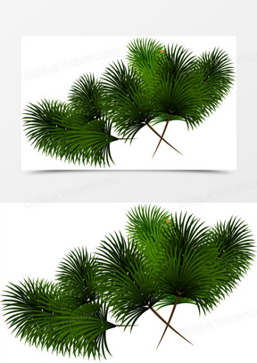 松树叶图片素材
