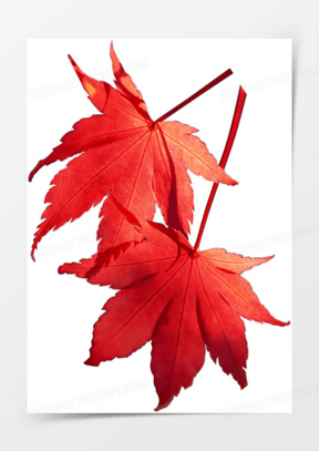 红色新鲜枫叶树叶
