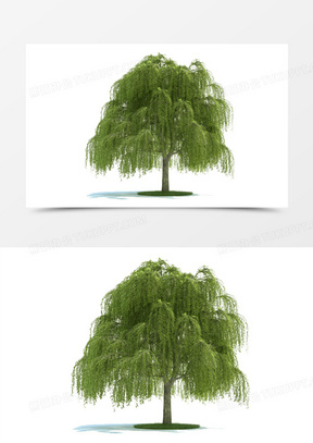 柳树素材免抠图