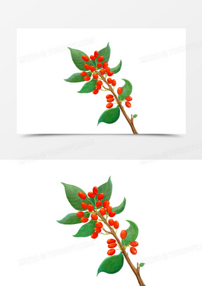 茱萸花图片重阳节高清