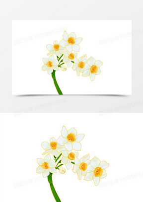 手绘水仙花白色花朵素材