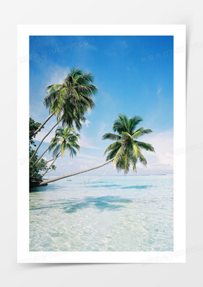 椰子树手机壁纸天空图片