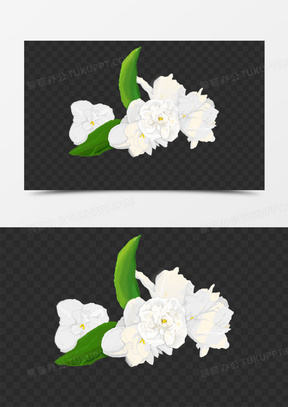 手绘白色茉莉花免抠素材