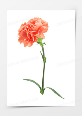 母亲节康乃馨素材_母亲节康乃馨图片_母亲节康乃馨素材图片下载_熊猫