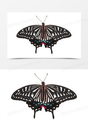 黑色孤立蝴蝶昆虫标本