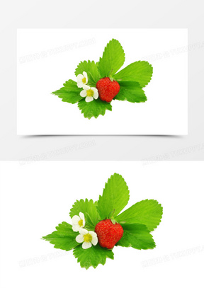 草莓叶子图片素材