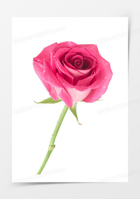 一朵玫瑰花图片大全大图高清