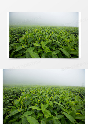 江南丘陵茶园图片高清大图