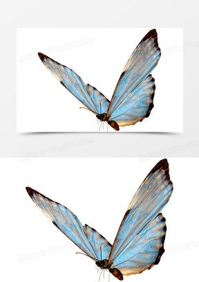 大翅膀图片素材