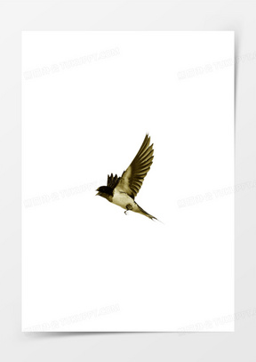 燕子壁纸卡通图片