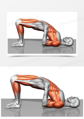 人体腰部肌肉结构