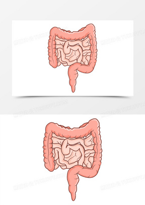 手绘矢量消化器官肠道器官素材