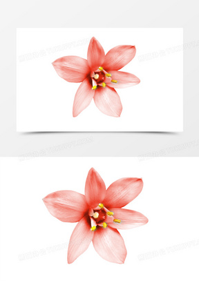 木棉花花卉花朵素材