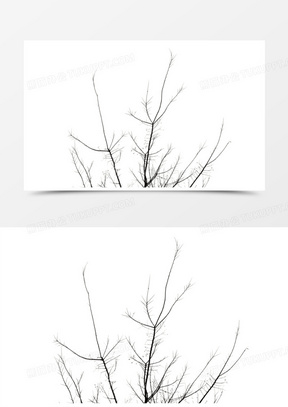 枝干图片素材