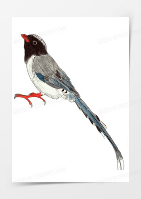彩铅手绘红嘴蓝鹊