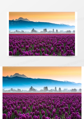 郁金香花海图片素材