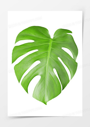 绿色的叶子图片素材