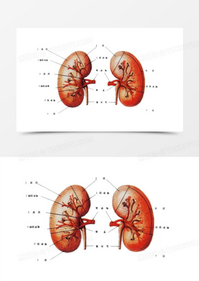 人体器官肾脏