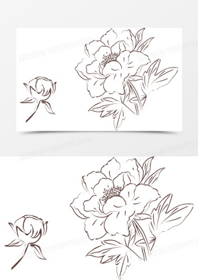 白牡丹图片高清大图大全