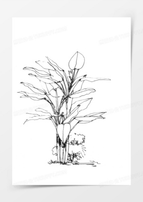 植物素描图片素材