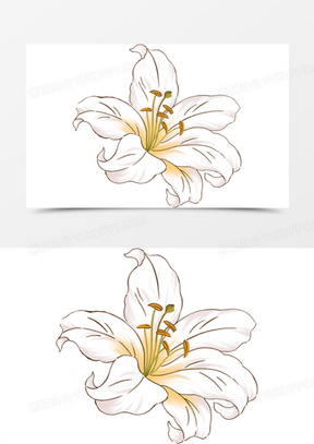 手绘百合花生日卡片