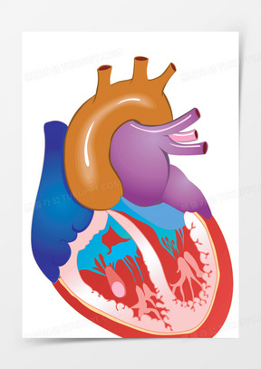 心脏图片结构图高清