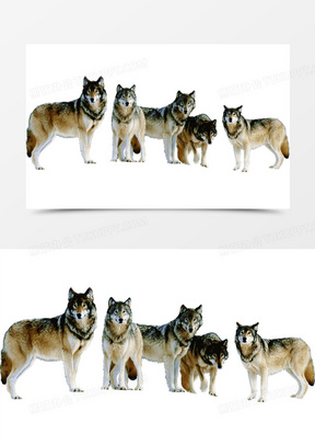 山地狼群野狼团队