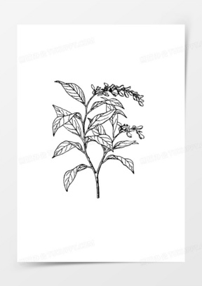 桂花手绘图片素材