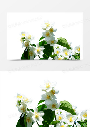 茉莉花瓣素材_茉莉花瓣图片_茉莉花瓣素材图片下载_熊猫办公