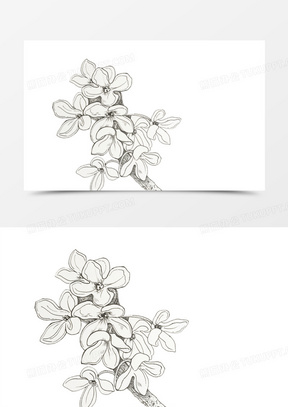 桂花花瓣画法图片