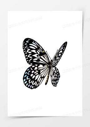 黑白色斑点夏季蝴蝶