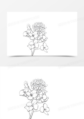 黑白油菜花画稿线稿