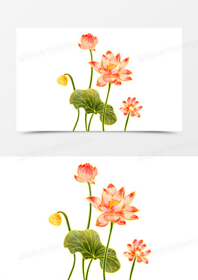 水莲花图片大全头像_水莲花卡通图片可爱头像高清下载_熊猫办公