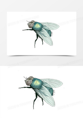手绘原创插画风昆虫苍蝇素材
