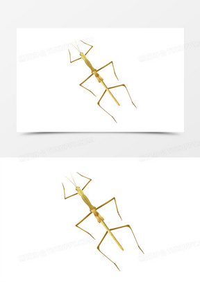 竹节虫跳舞素材图片