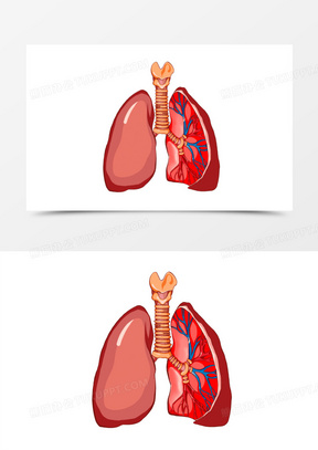 肺手绘彩色图片