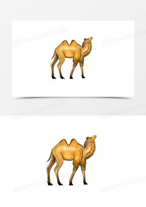 绝美沙漠骆驼图片高清