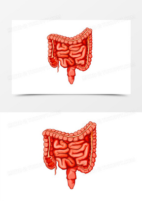 手绘人体器官手绘大小肠面抠元素