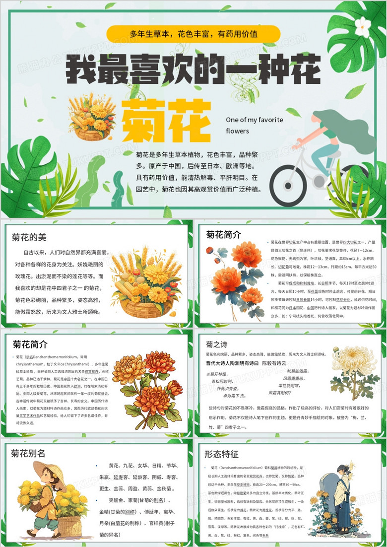 绿色清新风介绍植物菊花PPT模板