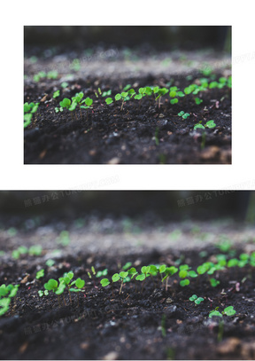 植物成长素材 植物成长图片 植物成长素材图片下载 熊猫办公