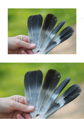 黑白羽毛图片素材
