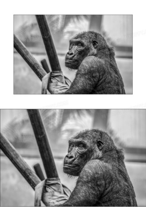 两只大猩猩图片黑白图片