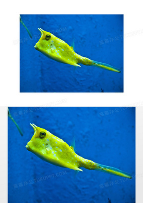 水族馆 boxfish 角鱼