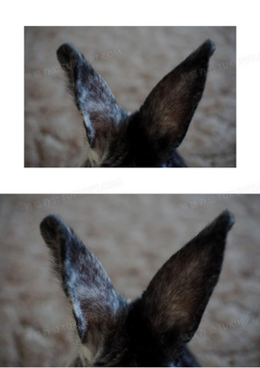 动物 兔子 耳朵